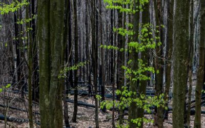El Ecologismo, ¿qué dice la teoría?