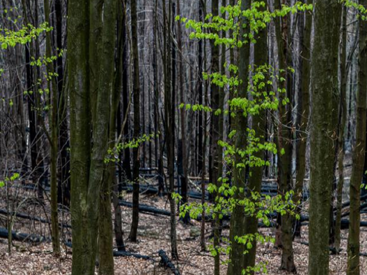 Hrensko después de combustión, República Checa, 23 de abril de 2023